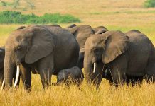 Uganda Tours