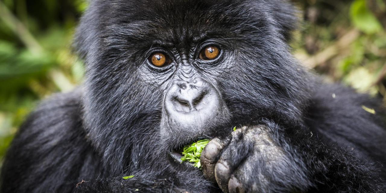 Uganda Gorilla Tours