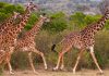African Wild Giraffes