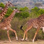 Uganda Safari Holidays