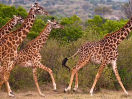 African Wild Giraffes