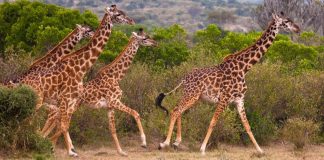 African Wild Giraffes