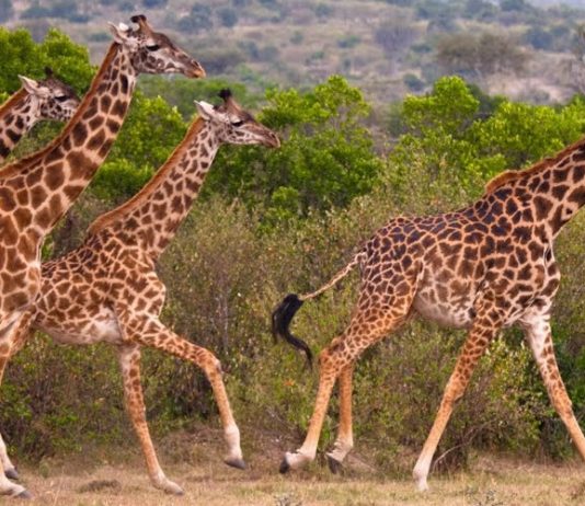 African Wild Giraffes