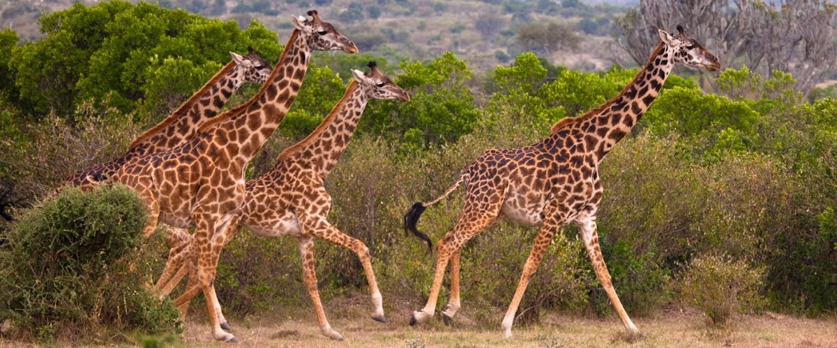 African Wild Giraffes