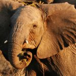 Kenya Wildlife Safari