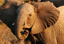 African Wild Elephants