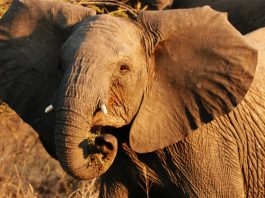 African Wild Elephants