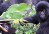 5 Best Places to See Gorillas in Africa Mountain Gorillas in Virunga National Park