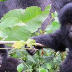 Mountain Gorillas in Virunga