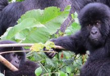 Mountain Gorillas in Virunga National Park