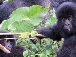 Mountain Gorillas in Virunga National Park