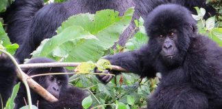Mountain Gorillas in Virunga National Park