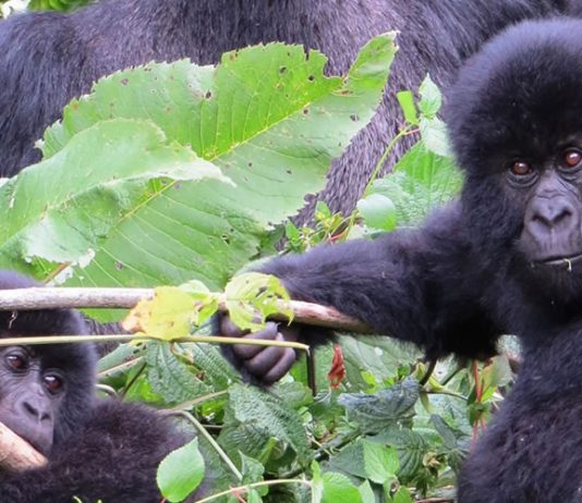 Mountain Gorillas in Virunga National Park