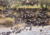 Wilde Beest Migration in Masaai Mara National Reserve