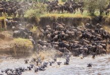 Wilde Beest Migration in Masaai Mara National Reserve