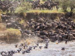 Wilde Beest Migration in Masaai Mara National Reserve