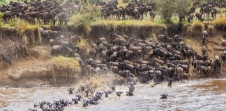 Wilde Beest Migration in Masaai Mara National Reserve