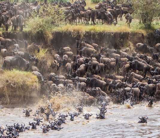 Wilde Beest Migration in Masaai Mara National Reserve
