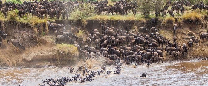 Wilde Beest Migration in Masaai Mara National Reserve