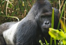 Congo Gorilla Tours