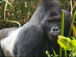 Congo Gorilla Tours