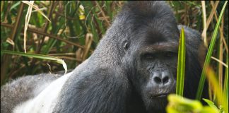 Congo Gorilla Tours
