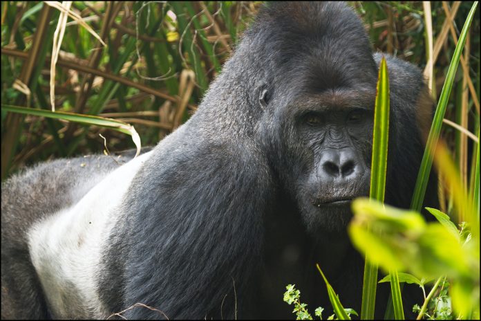 Congo Gorilla Tours