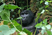 Gorilla Trek DR Congo
