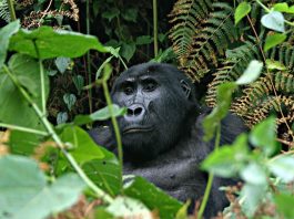 Gorilla Trek DR Congo