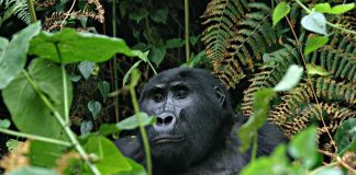 Gorilla Trek DR Congo