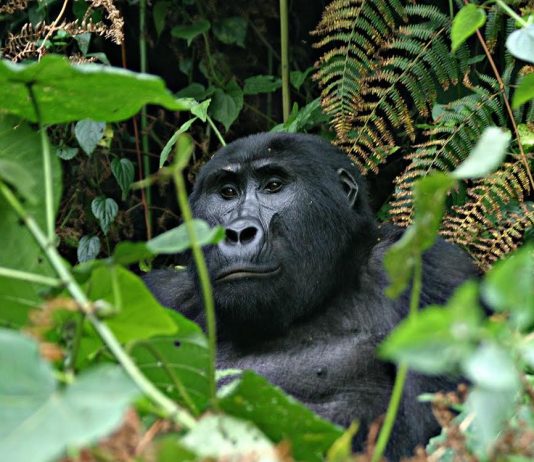 Gorilla Trek DR Congo
