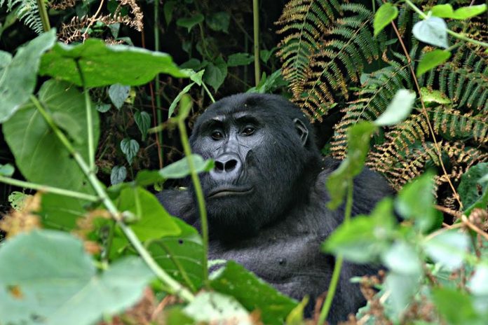 Gorilla Trek DR Congo