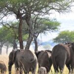 Kidepo Wildlife Safari