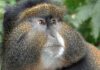 Golden Monkey Tracking