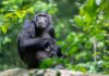 Kibale Chimpanzee Trekking