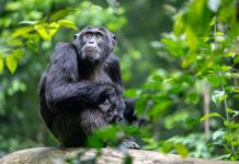 Kibale Chimpanzee Trekking