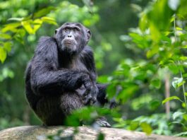 Kibale Chimpanzee Trekking