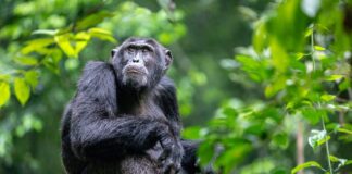 Kibale Chimpanzee Trekking