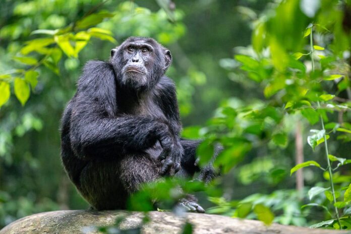 Kibale Chimpanzee Trekking