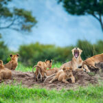 Lion in Maasai Mara