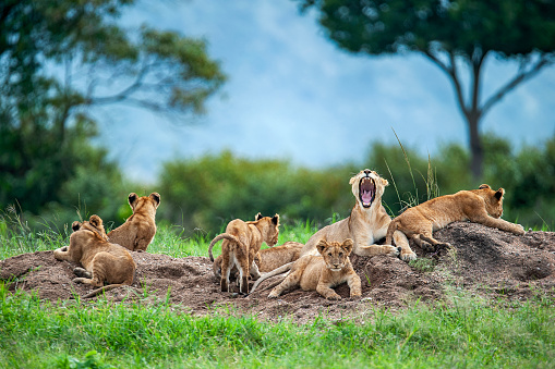 Lion in Maasai Mara