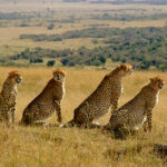 kenya-safaris