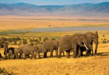 Uganda Safari
