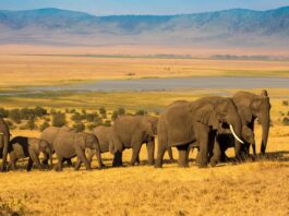 Uganda Safari