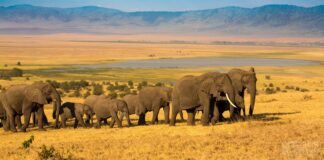 Uganda Safari