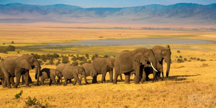Uganda Safari